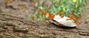 Motyle piją łzy żółwi
