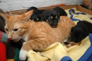 Kotka pokochała szczeniaki po śmierci ich matki!