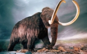 Genetycy rozkodowali w pełni DNA dwóch mamutów!