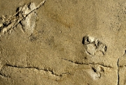 Skradziono praludzkie ślady sprzed 5,7 mln lat, któ...